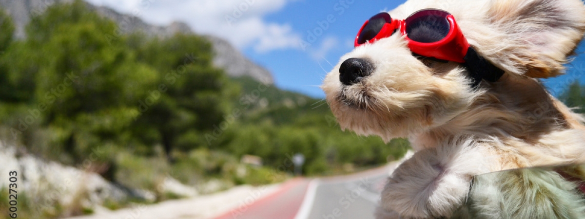 Canine passengers just love Evs…says study